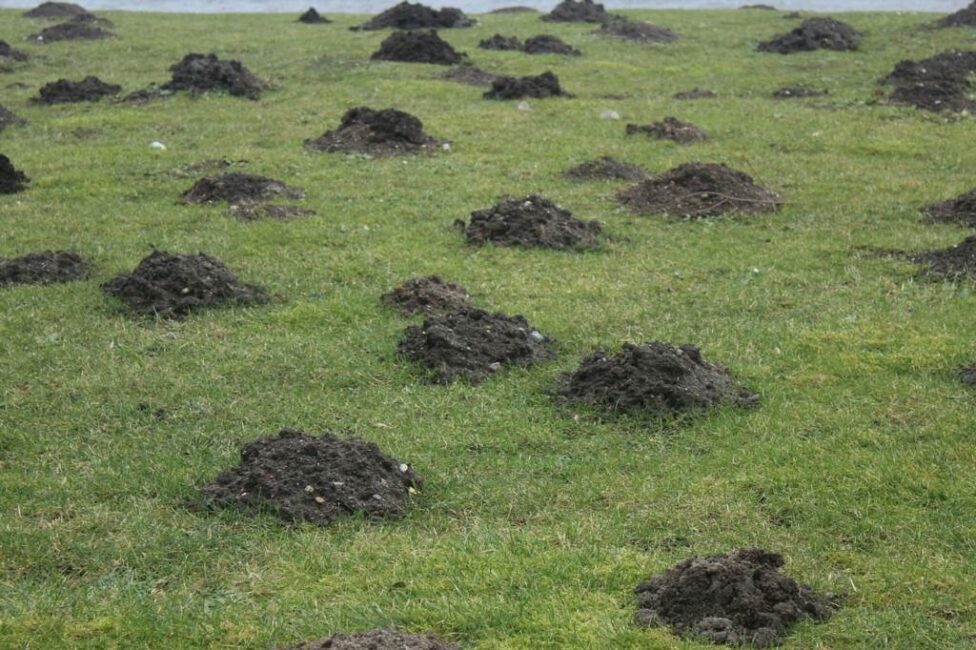 Korona cesarska na krety opinie