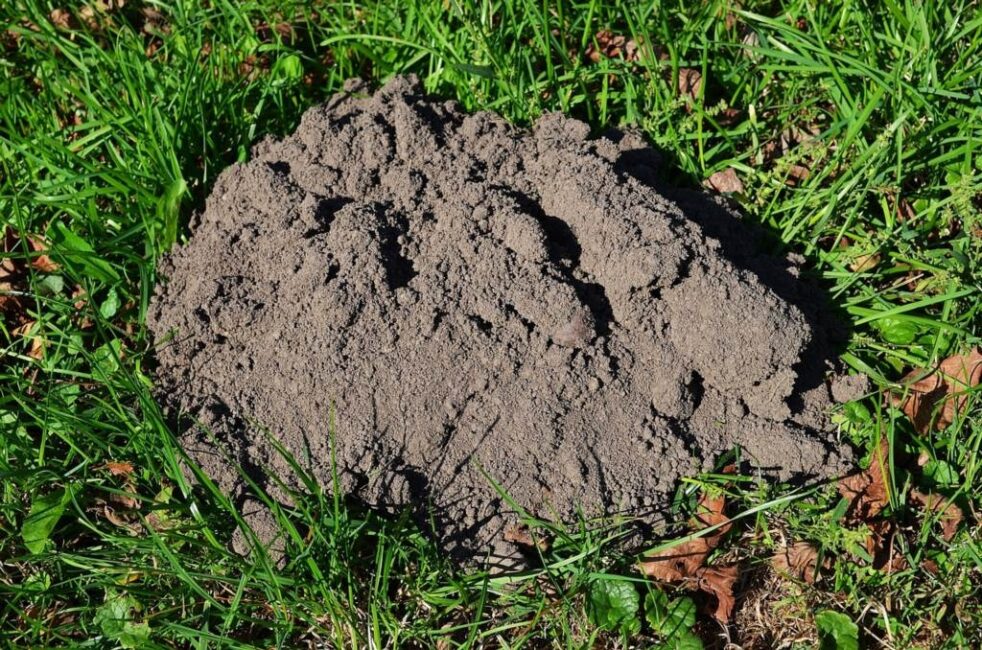 Kwiaty odstraszające szkodniki