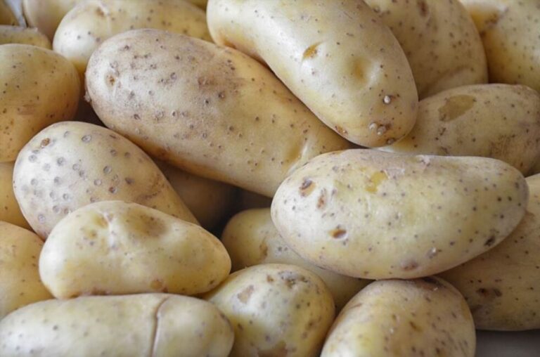 Siew batatów krok po kroku